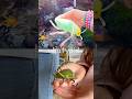 Toy Learning Fun | Kids Learn Bug Insect Names at the Waterfall: Dragonfly Ladybug Scorpion Katydid