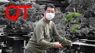 YUUTAさん専用　　赤松　文人盆栽　高さ95センチです ヒルマさんの文人赤松Tシャツ宣伝動画 - YouTube