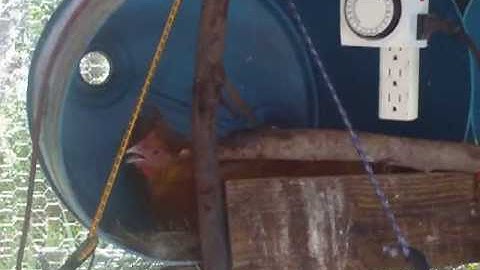 How to train chickens to lay in nest boxes