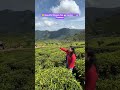 😲 Beautiful Singara Tea ☕ Garden 🌿 at Coonoor #tea #youtubeshorts #shorts #coonoor #tealover