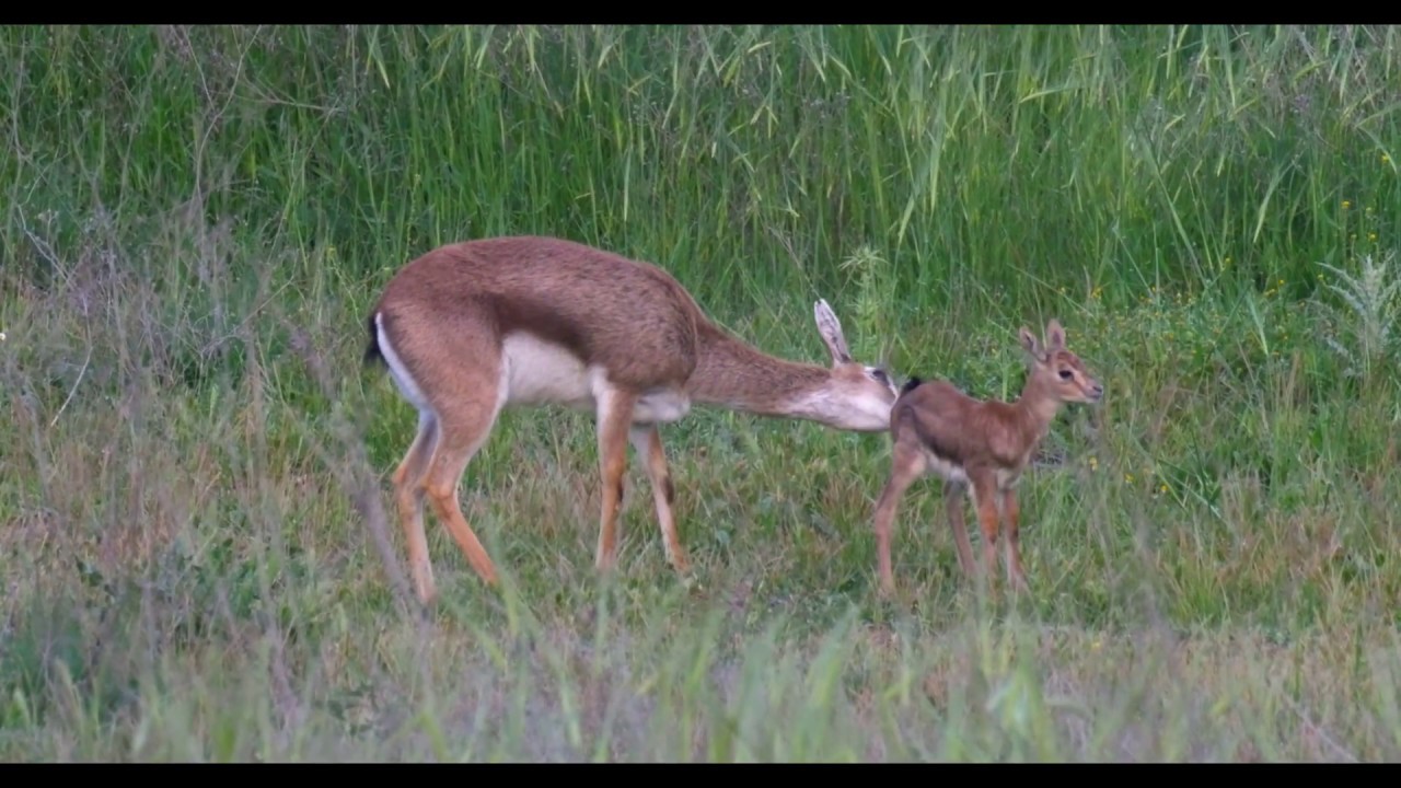 wildlife videos of animals download Day old fawn עופר בן יומו