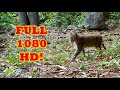 Browning HD Trail Cam Videos