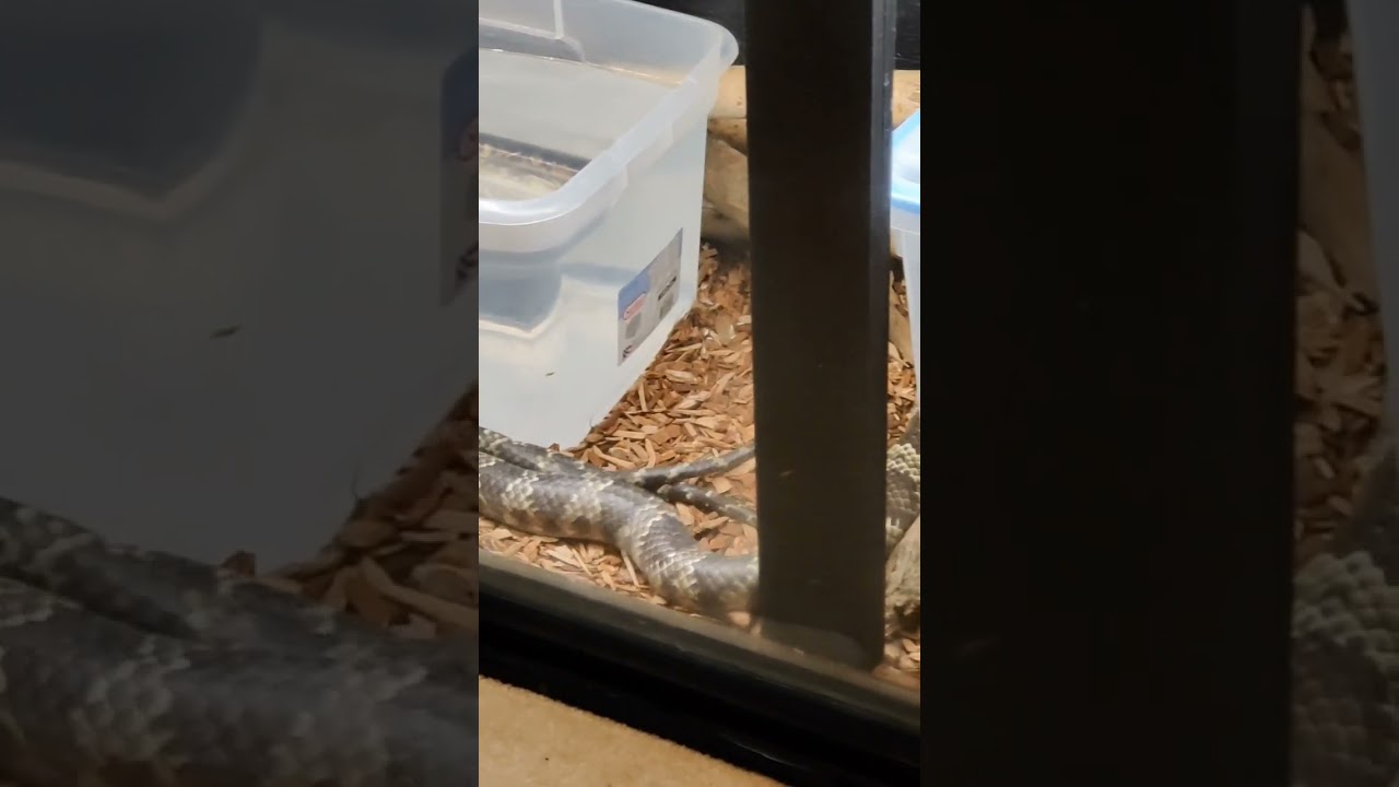 Male Falsie being dragged around by the female