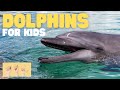 Dolphin Behavior and Ecology