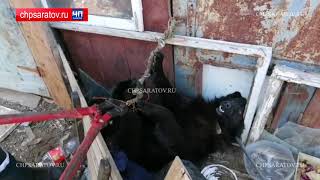 ЧП-САРАТОВ. СПАСАТЕЛИ ОСВОБОДИЛИ СОБАКУ, ЗАПУТАВШУЮСЯ В ТРОСАХ ОШЕЙНИКА ЧП-САРАТОВ. СПАСАТЕЛИ ОСВОБОДИЛИ СОБАКУ, ЗАПУТАВШУЮСЯ В ТРОСАХ ОШЕЙНИКА