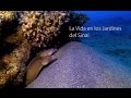 LA VIDA EN LOS JARDINES DEL SINAÍ Buceo en el Mar Rojo Nuweiba