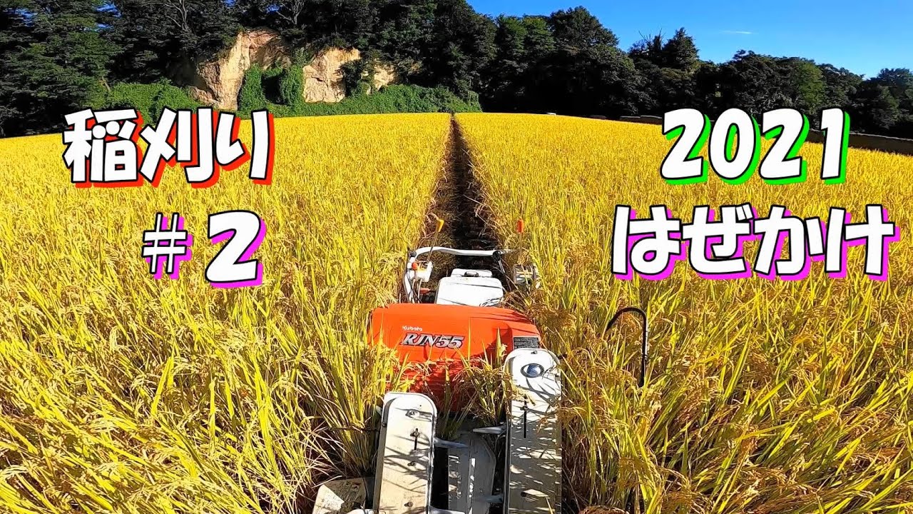 21稲作 6 稲刈り2日目 台風が来ても倒れない はぜ掛け Youtube
