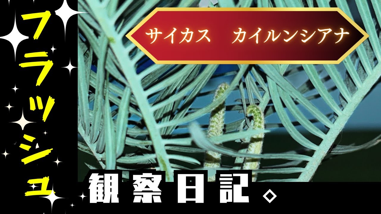 I'm reporting that my Cycas kairunsiana has flashed! [Cycad] - YouTube