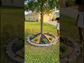 This Tree Makeover Changed Everything