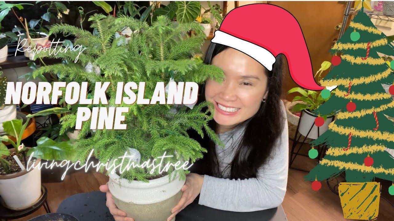 Living Christmas Tree/ Norfolk Island Pine YouTube