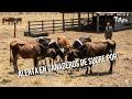 Alerta en ganaderos de sucre por sequía y falta de pasturas - TvAgro por Juan Gonzalo Angel