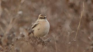 Siberian Stonechat