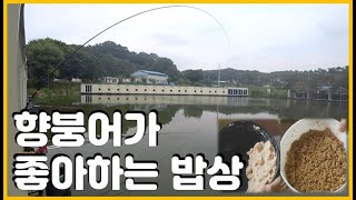 [1편]향붕어 공략을 위한 떡밥 레시피(당골낚시터)