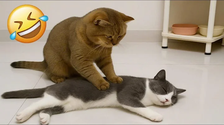 Watch the video about 🔴 Live –😹 Silly Cats 2025 | Funniest Cat Videos Ever! 🐾😂