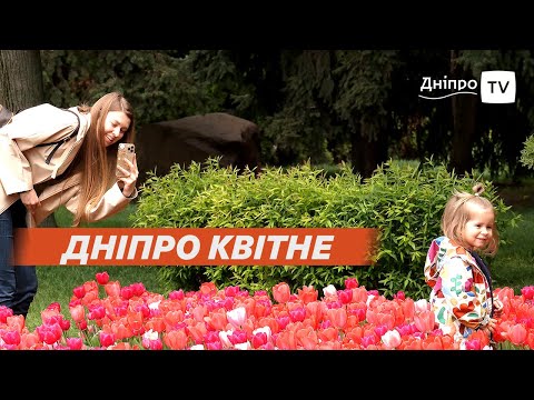 🌷 Дніпро у квітах: магія голландських тюльпанів