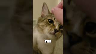 Ragebaiting my cat! #cat #roadto100k #funny #comedy #catvideos #ragebait #ragebaiting