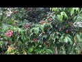 Dacryodes Edulis Plant Nature Free Stock Video  Free for use &amp; download Cucumber Farm