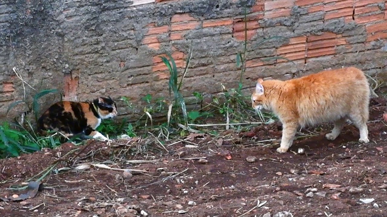 Gatos brigando por território