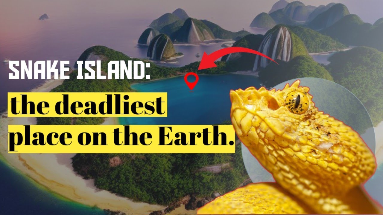Exploring Brazil's Snake Island: The Most Dangerous Island in the World ...