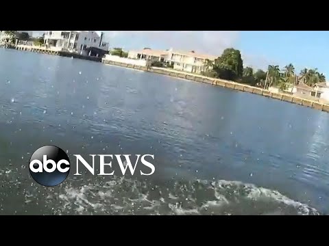 Videó: Pet Scoop: Floridában elmentett, elrabolt Dolphin anya, az elefánt a Photobombban jelenik meg