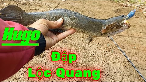 Câu rê cá lóc Gặp thứ dữ đập Lộc Quang | Quang Hưng Vlog