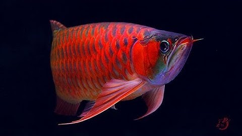 Top 5 loại cá rồng đẹp và phổ biến (Asian Arowana)