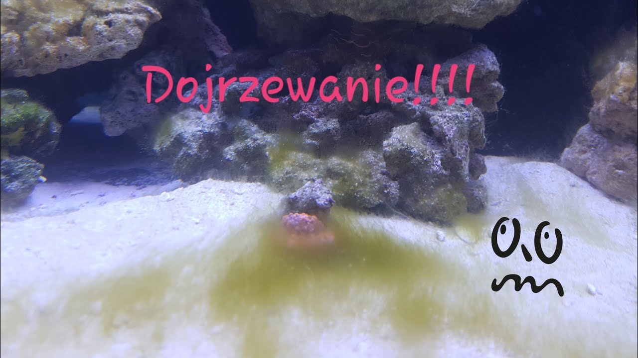 02. Duże tanie akwarium morskie.Projekt 300. Dojrzewanie