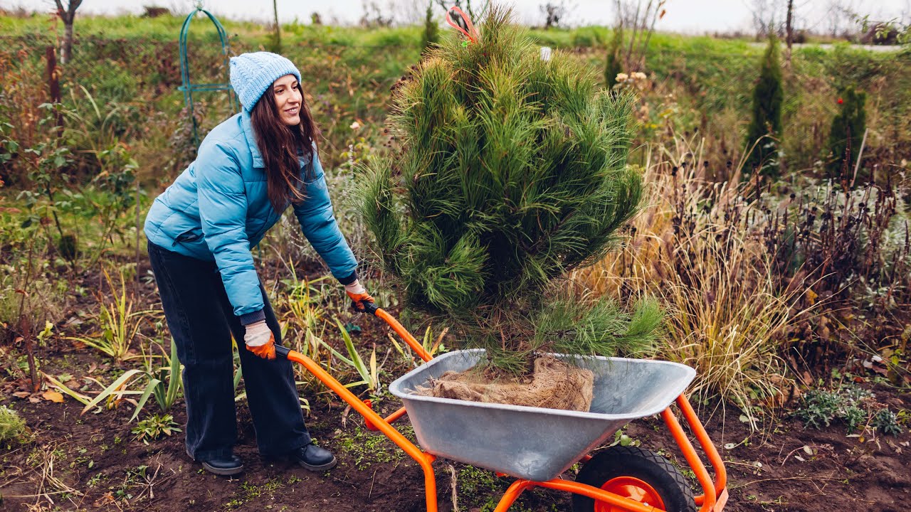 Саджаємо рослини посеред зими. Осінні посадки дерев, хвойних, цибулькових, півоній в нашому садку