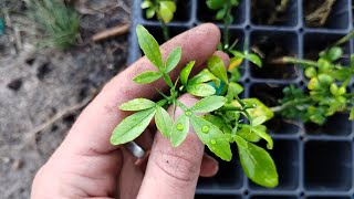 I Accidentally Discovered a Better Tasting Trifoliate Orange (The Next Poncirus+)