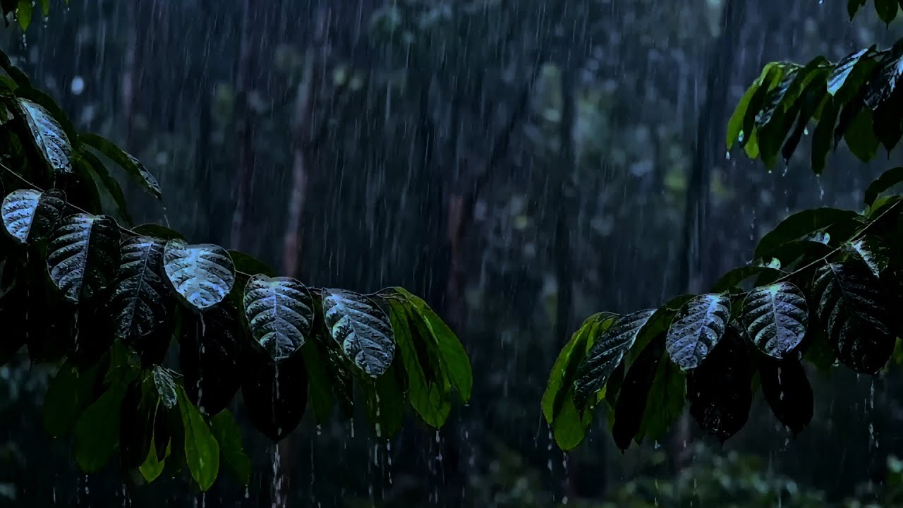 🌧 Midnight Rain in a Deep Forest — Calm Sleep Ambience & Relaxing Rain Sounds for Rest 🌙