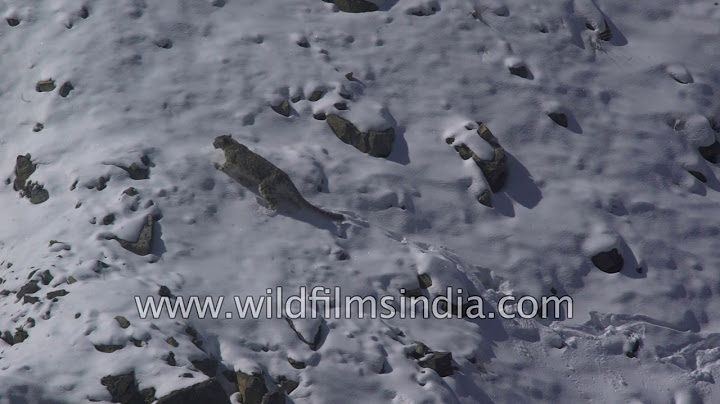 Snow leopard struggles to walk on fresh snow melting on a hot sunny day