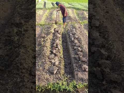 Video: Perawatan Tanaman Kacang Longsor – Cara Menanam Kacang Tanah Longsor Di Kebun