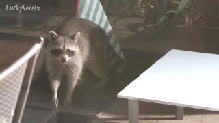 raccoon proof cat shelter