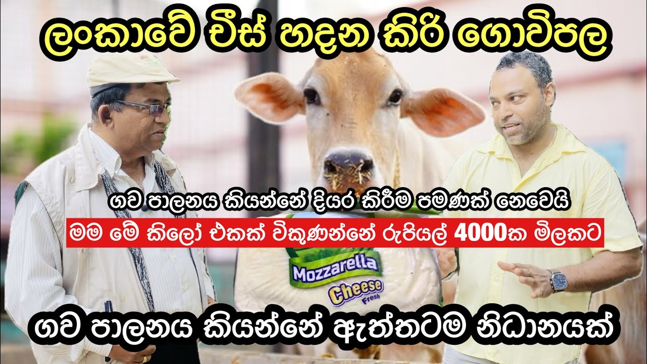 ලංකාවේ සුපිරිම චීස් නිෂ්පාදන කිරි ගොවිපළ/Commercial cheese production in Sri Lanka🧀🥛🐄