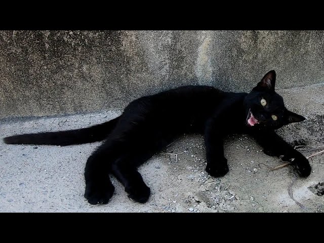 日陰で寝ていた黒猫に近づいたら起きてきて猛烈に甘えてきた Youtube