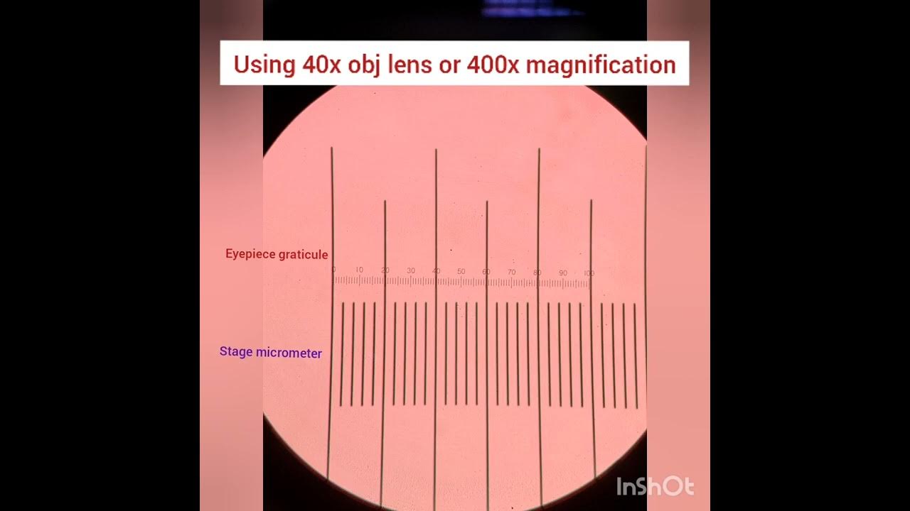 Eyepiece Graticule and Stage Micrometer YouTube