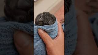 Emergency c section French  bulldog