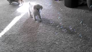 Bacon Scented Bubbles