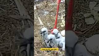 #shorts - Storklets eating snake - Lublewo, Poland @TamasBirds #storks #birds #birdwatching