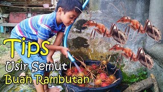 Cara Usir Semut di Buah Rambutan