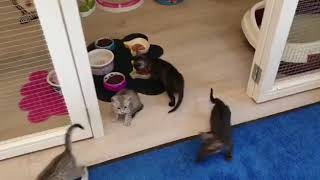 Isidor 8 weeks old 1 by Isidor the Egyptian Mau Cat 2 views 4 years ago 1 minute, 15 seconds