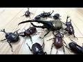 ヘラクレスオオカブトとカブトムシ軍団の闘い