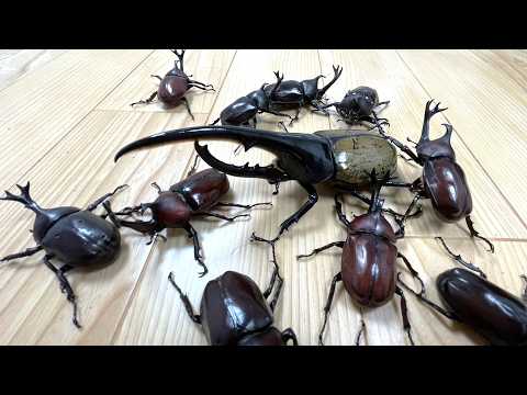 The battle between the Hercules beetle and the beetle army