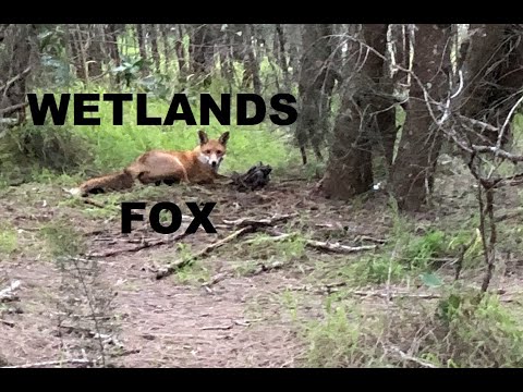 Fox Trapping - Wetlands