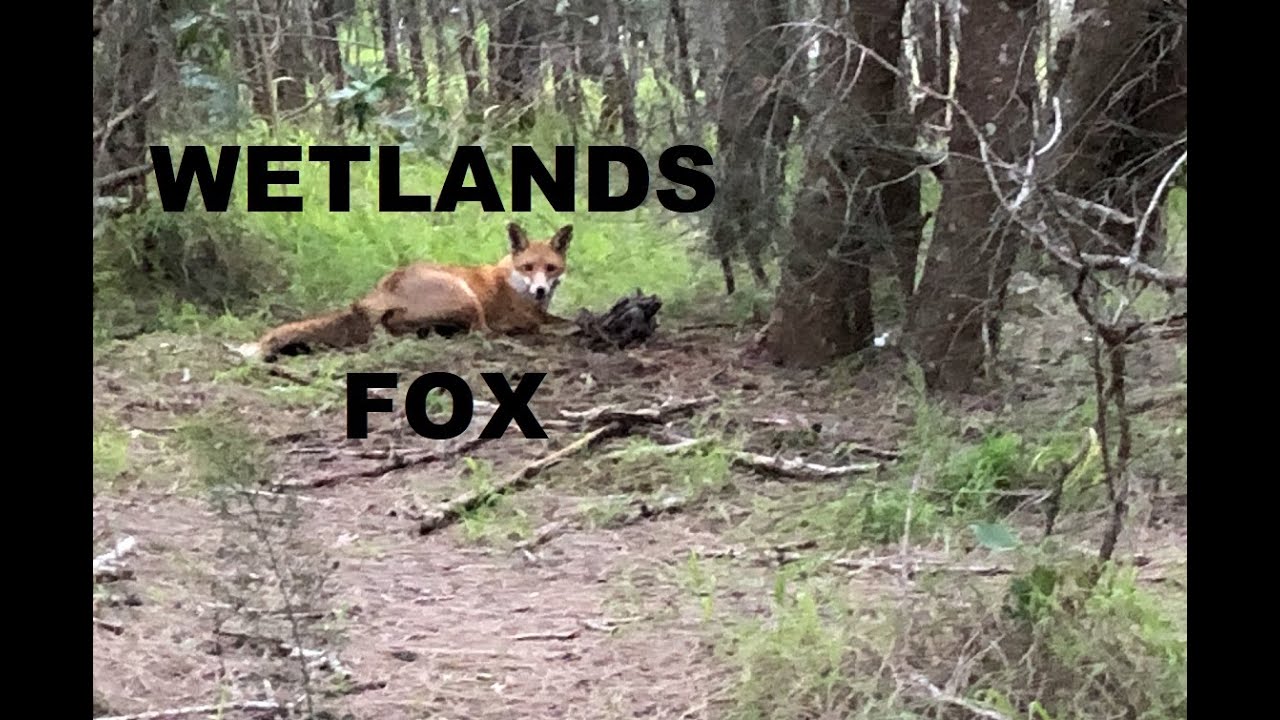 Fox Trapping - Wetlands