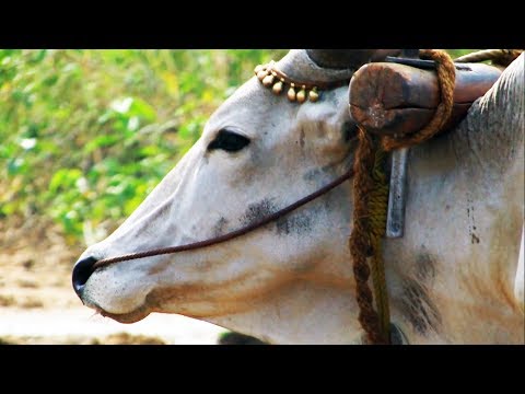Life in Rural Tamil Nadu | Travel Tamil Nadu