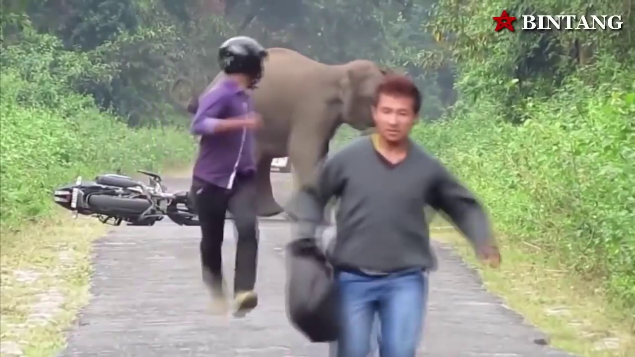 ANIMALS EATING HUMAN WILD LIFE , KILLING, ANIMALS YouTube