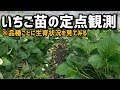 「いちご栽培 いちご農家」いちご苗の定点観測 品種ごとの苗を見てみる！