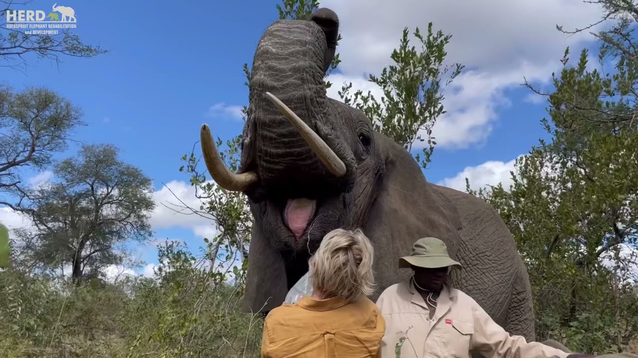 Milk bottles with baby elephant, Khanyisa and Matriarch, Tokwe not leaving her side 💖