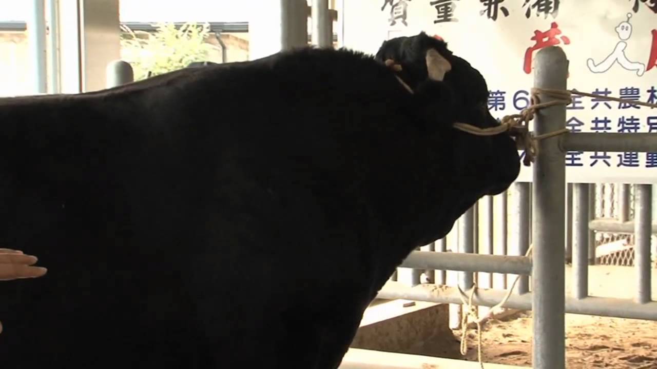 動画 和牛王 野﨑喜久雄 のざききくお 農業生産法人のざき 薩摩川内市 さつませんだいし カンブリア宮殿 一次産業にこだわる 世界が注目する和牛王 の不屈経営術 2月12日 木 22時30分 サッポコ